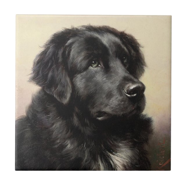 Newfoundland dog vintage realistic paint tile (Front)