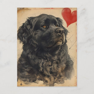 Newfoundland dog Vintage Valentine's day  Postcard