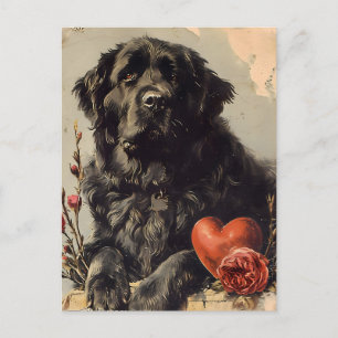 Newfoundland dog Vintage Valentine's day  Postcard