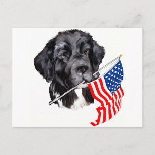 Newfoundland Dog with Flag Postcard
