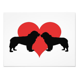 newfoundland dogs photo print