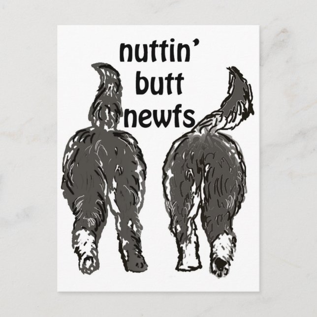 Newfoundland dogs postcard (Front)