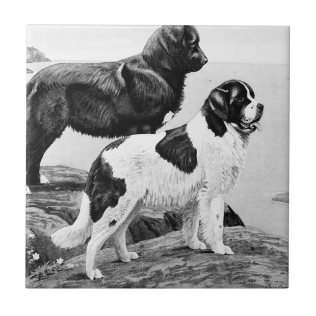 Newfoundland dogs - vintage illustration   tile (Front)