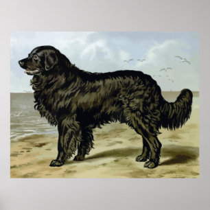 Newfoundland, High Quality dog drawing Poster