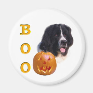 Newfoundland (landseer) Halloween Boo Magnet