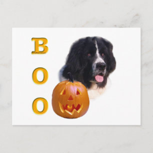 Newfoundland Landseer Halloween Boo Postcard