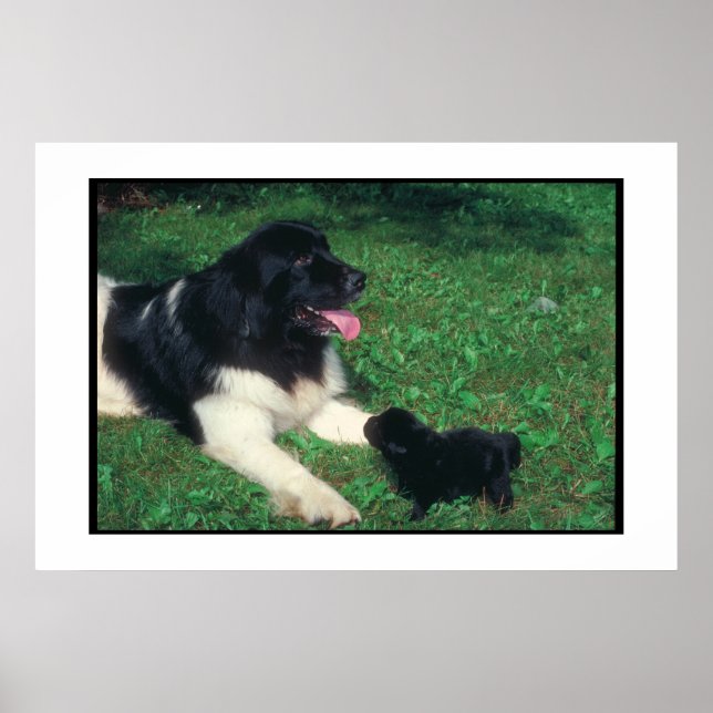 Newfoundland Landseer & Puppy Poster (Front)