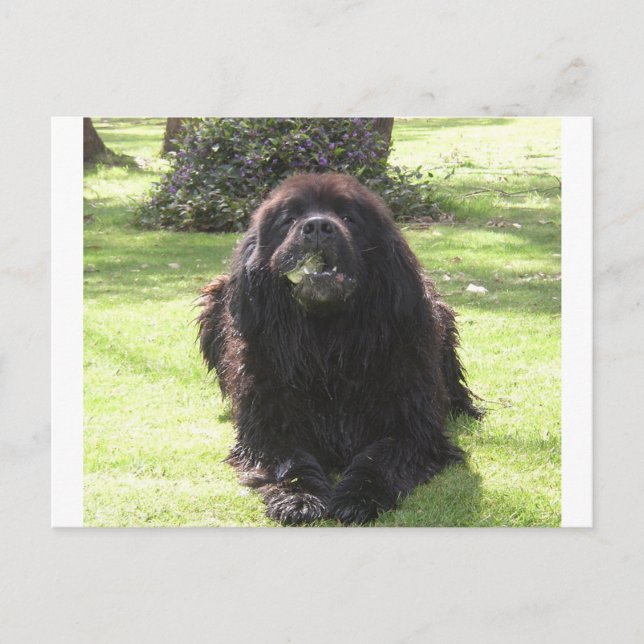 Newfoundland laying.png postcard (Front)