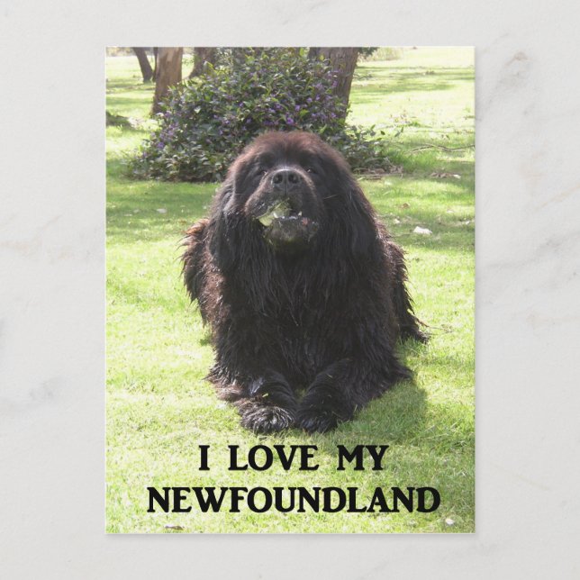 Newfoundland love w pic.png postcard (Front)