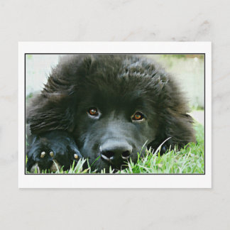 Newfoundland Postcard