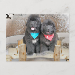 Newfoundland Puppies Love The Beach Postcard