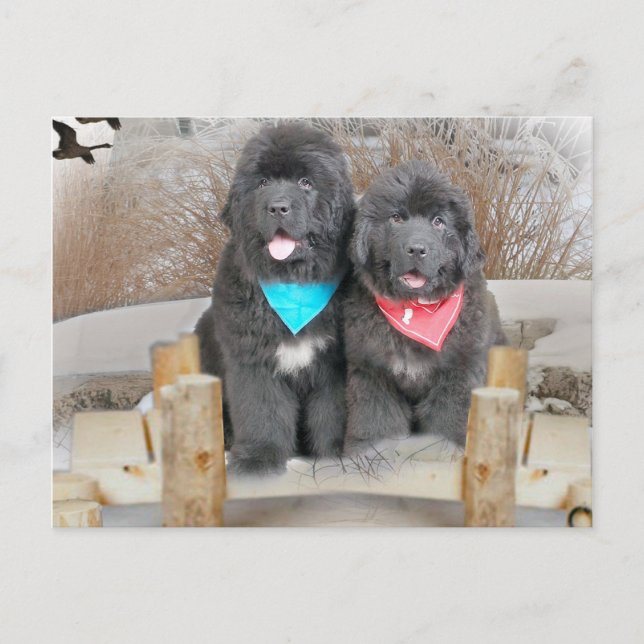 Newfoundland Puppies Love The Beach Postcard (Front)