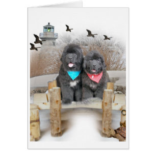 Newfoundland Puppies on beach cards