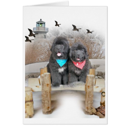 Newfoundland Puppies on beach cards