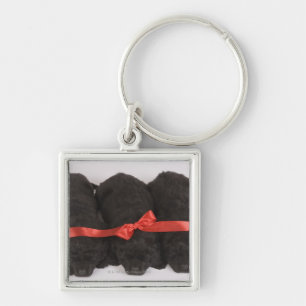 Newfoundland Puppies sleeping (Canis Key Ring