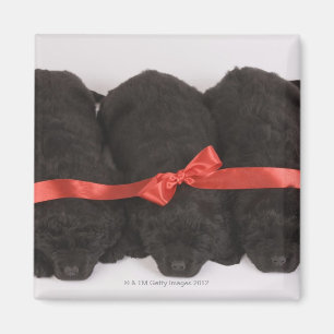 Newfoundland Puppies sleeping (Canis Magnet
