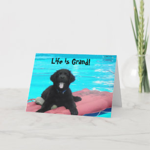 Newfoundland Puppy  Birthday Card