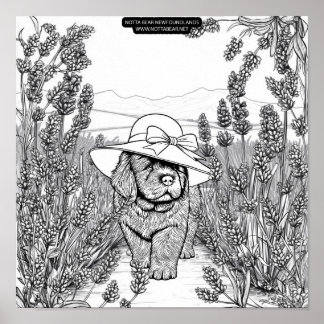 Newfoundland Puppy Dog in a Lavender Flower Field Poster