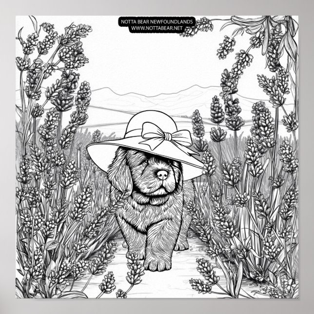 Newfoundland Puppy Dog in a Lavender Flower Field Poster (Front)