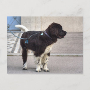 Newfoundland Puppy Postcard