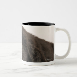 Newfoundland Puppy sleeping (Canis familiaris). Two-Tone Coffee Mug