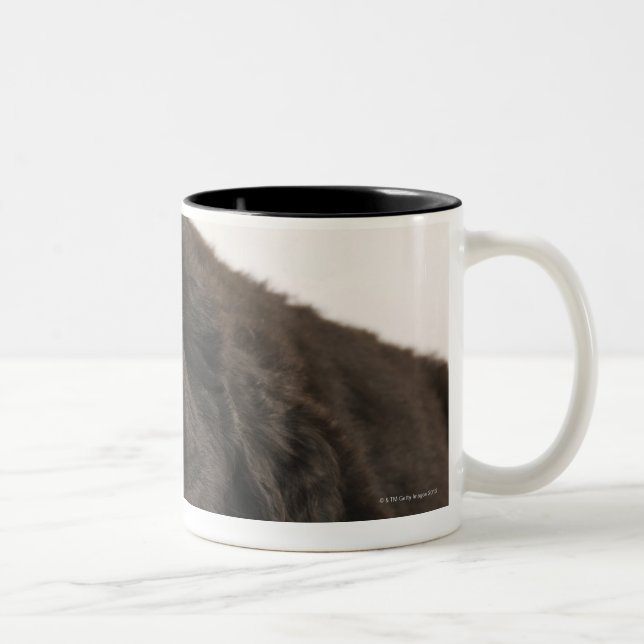 Newfoundland Puppy sleeping (Canis familiaris). Two-Tone Coffee Mug (Right)