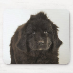 Newfoundland puppy, studio shot mouse mat