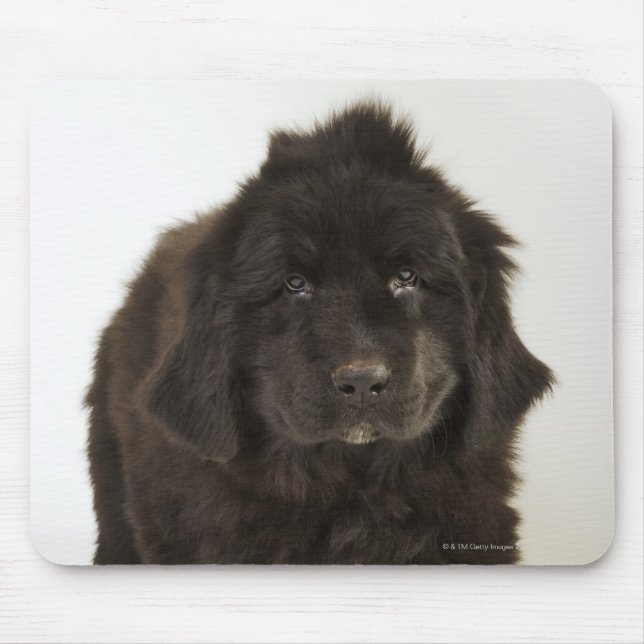 Newfoundland puppy, studio shot mouse mat (Front)