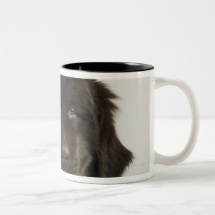 Newfoundland puppy, studio shot Two-Tone coffee mug