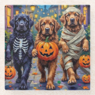 Newfoundland Trick-or-Treating Halloween Costumes Glass Coaster