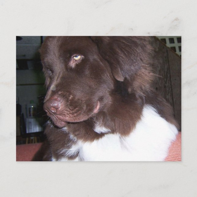 Newfy girl postcard (Front)