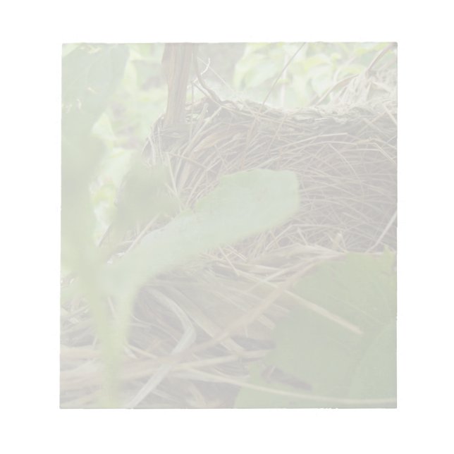 Newly Built but Empty Bird Nest in a Mulberry Tree Notepad (Front)