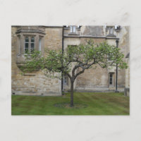 Newton Apple Tree, Cambridge, England