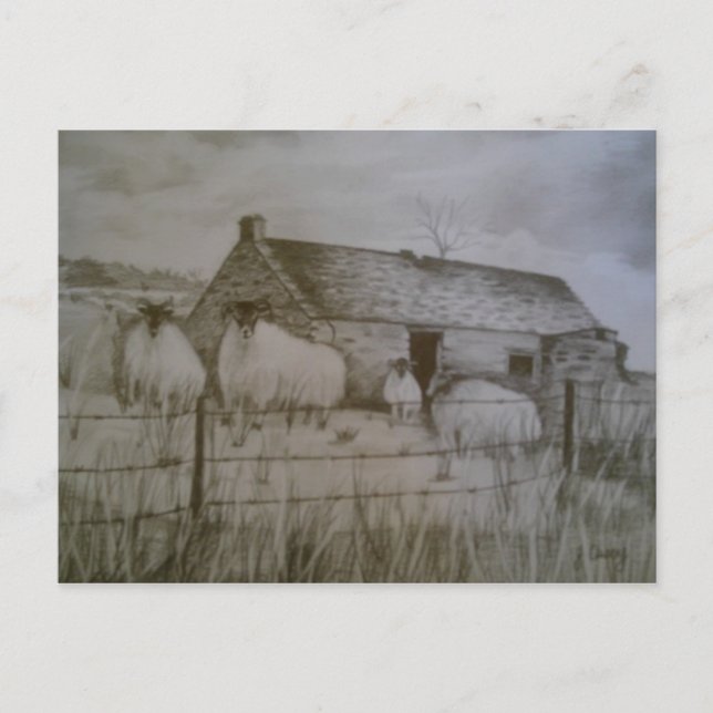 Newtowncrommelin Sheep, County Antrim, Northern Ir Postcard (Front)