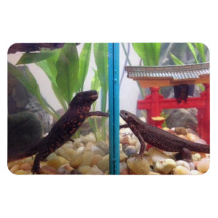 Newts Reaching Out Magnet