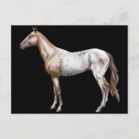Nez Perce Horse