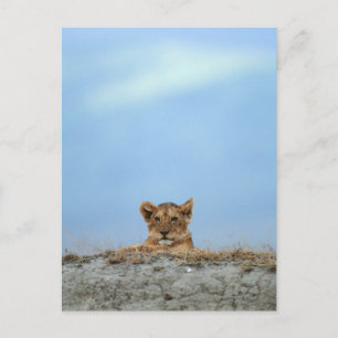 Ngorongoro Crater, Tanzania Postcard