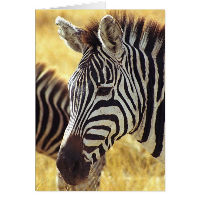 Ngorongoro Zebra (Front)