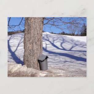 NH Maple Sugar Sap Buckets in snow Postcard
