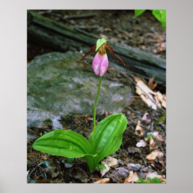 NH Pink Lady Slipper (Cypridedium Acaule) 16x20 Poster (Front)