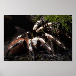 Nhandu Chromatus Brazilian Red & White Tarantula  Poster