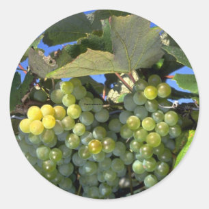 Niagara grapes in upstate New York, U.S.A. Classic Round Sticker