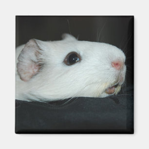 Nibbler Magnet