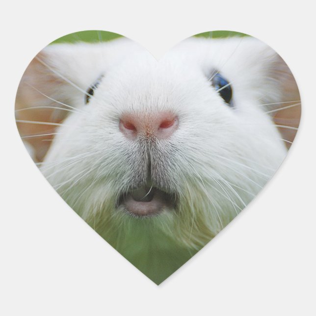 Nibbler stickers (Front)