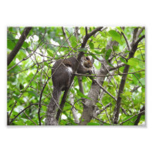 Nibbling Squirrel