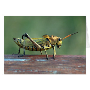 Nicaraguan Grasshopper Card