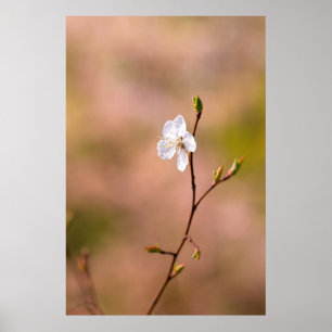 Nice Japanese Apricot Flower Poster