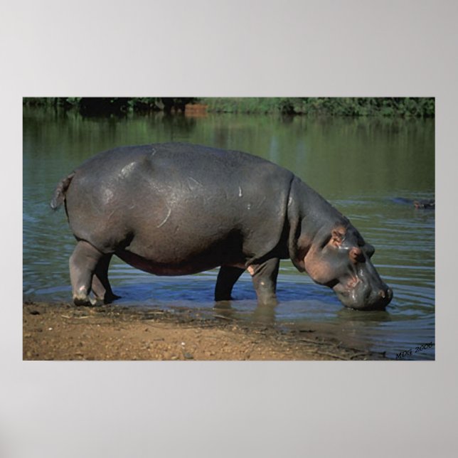 Nice Long Drink Hippopotamus Portrait Poster (Front)