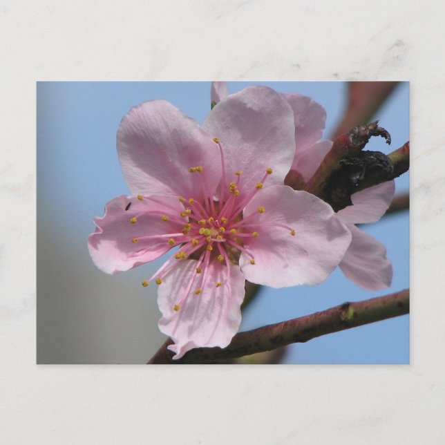 Nice Raspberry Bloom Postcard (Front)