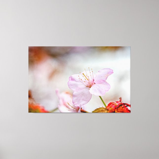 Nice Soft Pink Sakura Flower In Springtime Canvas Print (Front)